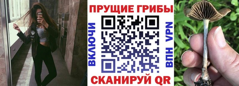 ссылка на мегу как войти  Сосновый Бор  даркнет какой сайт  Галлюциногенные грибы прущие грибы 